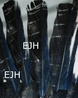 Grimale bei einem Elsternflügel