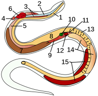 Schlangen Anatomie