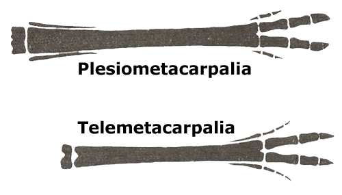 Plesiometacarpalia-Telemetacarpalia Plesiometacarpalia-Telemetacarpalia
