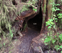 Braunbärenhöhle