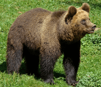 Braunbär