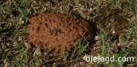 Frische Braunbärenlosung
