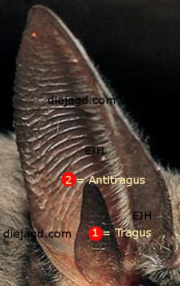 Tragus, Antitragus