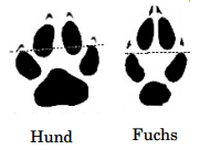 Trittsiegel Fuchs Hund