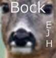 Muffelfleck