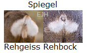Spiegel Rehwild
