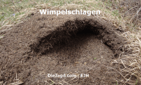 Wimpelschlagen