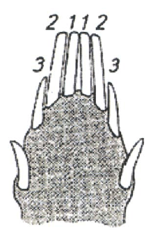 Frischling im 3. - 4. Monat