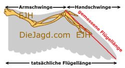 gemessene Flügellänge