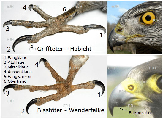 Fänge und Schnäbel der Habichtartigen und Falkenartigen