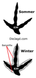 Balzstifte
