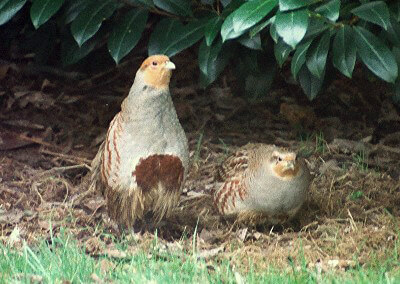 Rebhuhn - Perdix perdix
