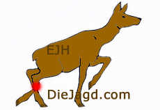 Hinterlaufschuss Einbrechen der hinteren Körperpartie