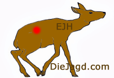 Nierenschuss - Gekrümmter Rückenund Nachgeben der Hinterhand.