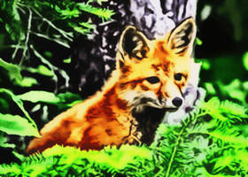 Rotfuchs