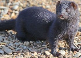 Mink