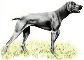 Vorstehhund