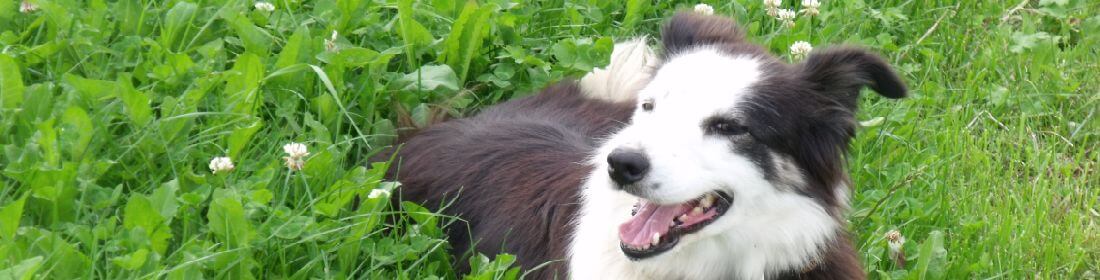 BorderCollie.jpg